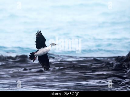 Macquarie shag (Leucocarbo purpurascens) battenti offshore vicino a stazione di ricerca fibbie bay, Macquarie Island. Si tratta di un cormorano marino nativo Macqu Foto Stock