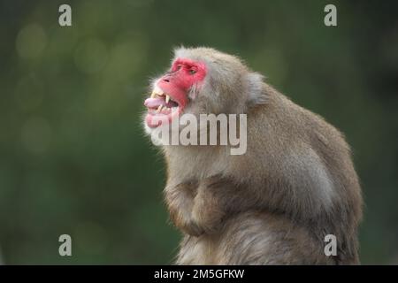 Macaco giapponese (Macaca fuscata) con bocca aperta e lingua che si stacca, gestante, prigioniero Foto Stock