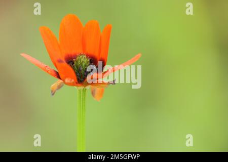 Fiore dell'occhio del fagiano estivo (Adonis aestivalis) in dettaglio, rosso, mancante, petali, Adonis rosa estate, Adonis rosa, Staendelberg, Rammersberg Foto Stock