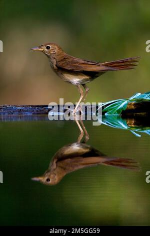 Nachtegaal staand bij de waterkant; Comune Usignolo permanente al bordo dell'acqua Foto Stock