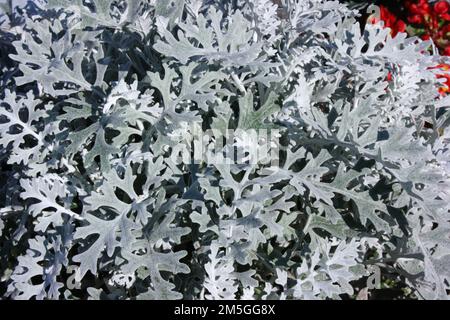 Polverosa Miller (Senecio cineraria 'polvere d'argento') Foto Stock