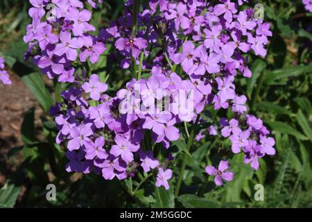 Fiori di razzo di Dame (Hesperis matronalis) Foto Stock