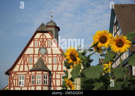 Storico municipio casa a graticcio con guglia e finestra a baia e decorazione di girasole a Bergen, meno, Francoforte, Assia, Germania Foto Stock