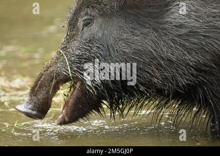 Testa di cinghiale (Sus scrofa) che si nutre in acqua, bocca aperta, in cattività Foto Stock