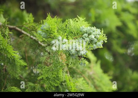 Stand di frutta con frutti di cipresso mediterraneo (Cupressus sempervirens), conifere, dettaglio, coni, Ginsheim, Assia, Germania Foto Stock