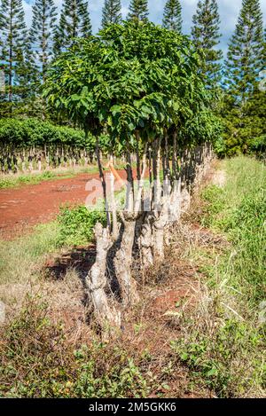 File di alberi di caffè a Oahu, Hawaii Foto Stock