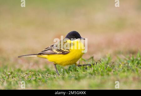 Noordse Gele Kwikstaart; a testa grigia Wagtail; Motacilla thunbergi Foto Stock