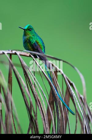 Adulto maschio Sylph a coda lunga arroccato Foto Stock