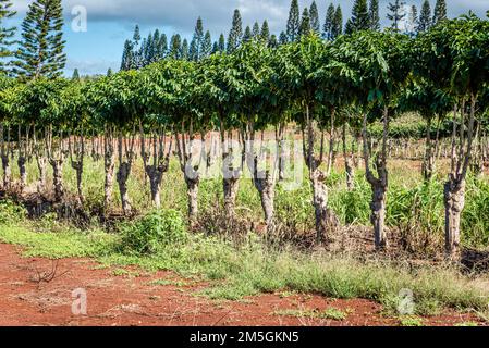 File di alberi di caffè a Oahu, Hawaii Foto Stock