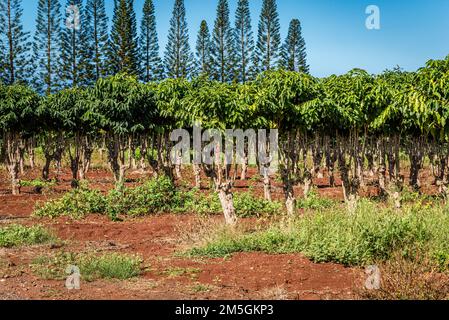 File di alberi di caffè a Oahu, Hawaii Foto Stock