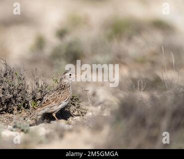 Dupont allodola (Chersophilus duponti duponti) in Spagnolo steppe. Foto Stock