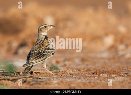 Immaturo Calandra Lark (Melanocorypha calandra calandra) stando in piedi nelle steppe di spagnolo Foto Stock