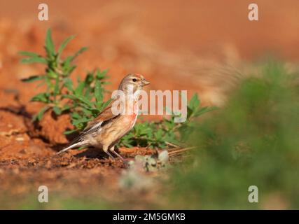 Mannetje Kneu; maschio Linnet comune (Carduelis cannabina) Foto Stock