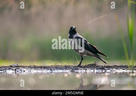 Bonte Kraai staand op waterkant; cornacchia mantellata permanente al waterside Foto Stock