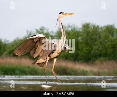 Blauwe Reiger schudt vleugels in acqua; Airone cenerino arruffamento delle piume in acqua Foto Stock