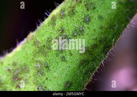 Fusto di piante di pomodoro affetto da Late Blight - Phytophthora infestans. Macchie scure nere o viola si diffondono dalle foglie ai gambi in modo straordinariamente rapido. Foto Stock