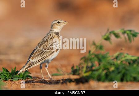 Immaturo Calandra Lark (Melanocorypha calandra calandra) nelle steppe di spagnolo Foto Stock