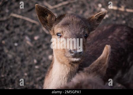 Un simpatico capriolo Sika (Cervus nippon) che guarda la fotocamera sullo sfondo sfocato Foto Stock