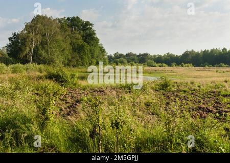 Landschap in Nationaal Park de Groote Peel; paesaggio a parco nazionale de Groote Peel Foto Stock