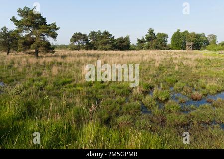 Landschap in Nationaal Park de Groote Peel; paesaggio a parco nazionale de Groote Peel Foto Stock