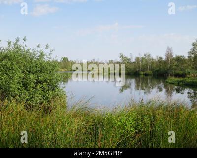 Landschap in Nationaal Park de Groote Peel; paesaggio a parco nazionale de Groote Peel Foto Stock