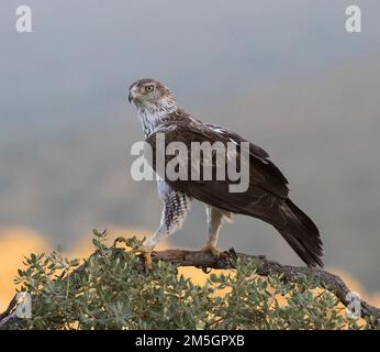 Adulto l'aquila del Bonelli (Aquila fasciata) in Spagna Foto Stock