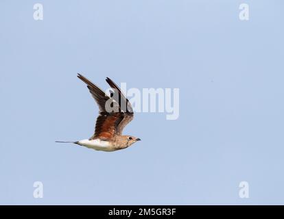 Adulto Pernice di mare (Glareola pratincola) durante l'autunno nel Delta del Ebro, Spagna. Flighing uccello adulto moulting all'inverno piumaggio. Foto Stock