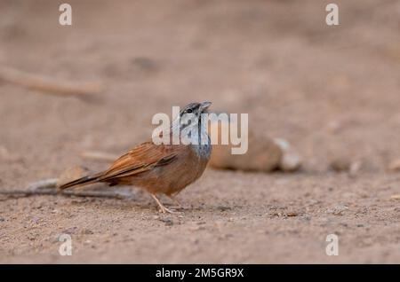 Casa Bunting (Emberiza sahari) in Marocco durante la fine estate o inizio autunno. Foto Stock