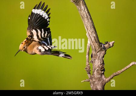 Hop in de vlucht; Eurasian upupa in volo Foto Stock