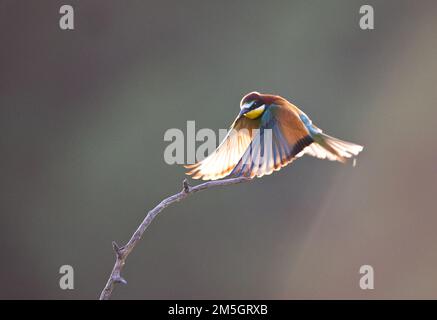 In Bijeneter vlucht; unione gruccione in volo Foto Stock