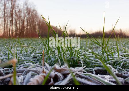 Colture invernali, frumento danneggiato da geli primaverili, piante congelate nel prato all'alba, grano germinato in campi agricoli coperti di munghie Foto Stock