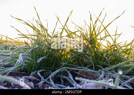 Il frumento invernale è coperto con gelo frost nelle prime fasi del mattina Foto Stock