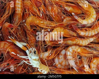 gamberetti freschi rossi mediterranei in una scatola al dettaglio del mercato del pesce Foto Stock