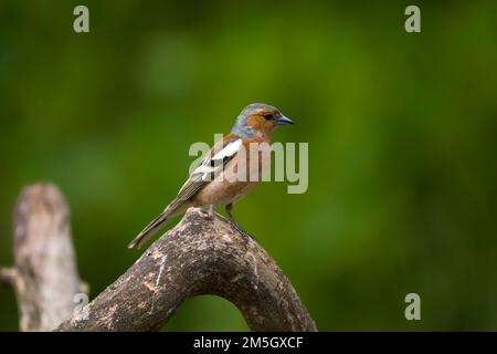 Mannetje Vink; maschio fringuello comune Foto Stock