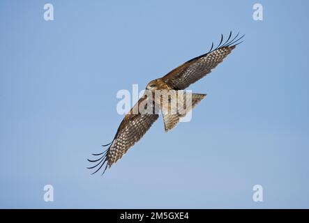 Zwartoorwouw vliegend; nero-eared aquiloni Foto Stock