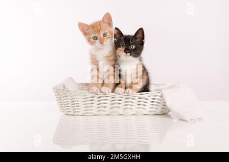 Due gattini carini in un cestino bianco su uno sfondo bianco Foto Stock