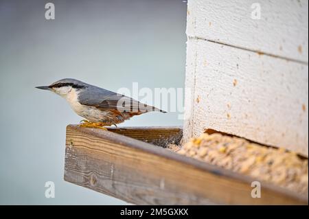 Un nuthatch seduto su un alimentatore di uccelli pieno di cibo Foto Stock