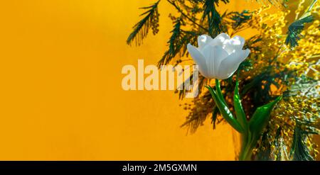 tulipano bianco e mimosa su sfondo arancione Foto Stock