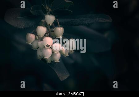 Albero di fragola (Arbutus unedo) fiori e foglie. Stile di atmosfera scura. Regione mediterranea e natura dell'Europa occidentale. Messa a fuoco selettiva Foto Stock