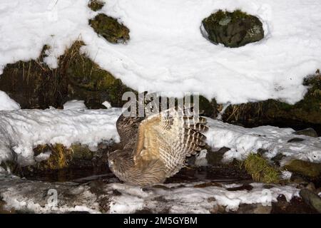 Blakistonvisuil, Blakinston's Fish-Owl, Bubo blakistoni Foto Stock