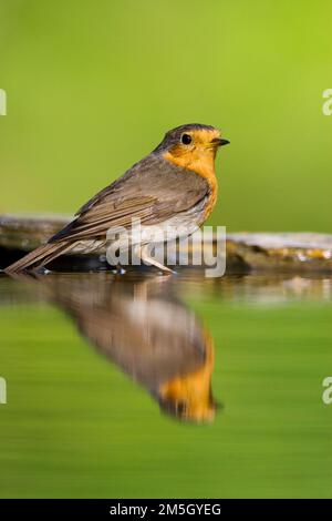 Roodborst bij drinkplaats Europeo di Robin al sito potabile Foto Stock