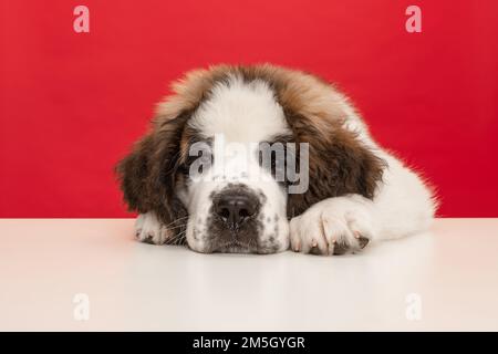 San Bernardo cucciolo sdraiato su un pavimento bianco su uno sfondo rosso Foto Stock