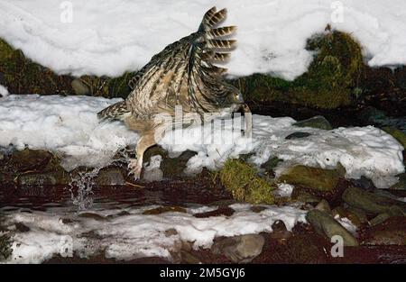 Blakistonvisuil, Blakinston's Fish-Owl, Bubo blakistoni Foto Stock