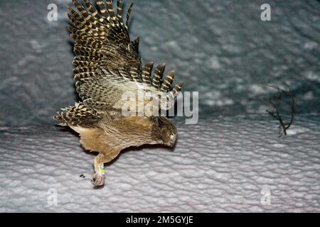 Blakistonvisuil, Blakinston's Fish-Owl, Bubo blakistoni Foto Stock