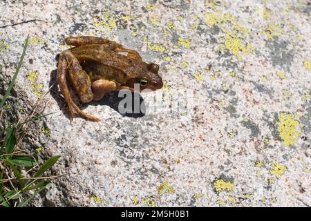 Una rana dei Pirenei prendere il sole su una pietra Foto Stock