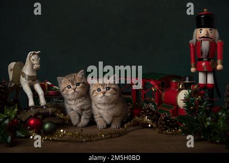 Due graziosi gattini inglesi shorthaired tra vecchi giocattoli e ornamenti di natale in un ambiente di vita fermo Foto Stock