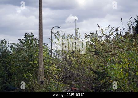 Natura recupero sito derelitto di ex impianto chimico Foto Stock