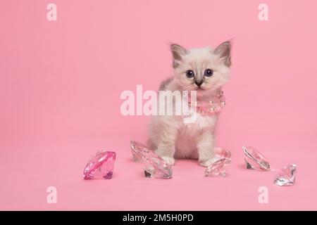 Carino piccolo gattino birmano santo tra diamanti che indossano perle guardando la fotocamera su uno sfondo rosa Foto Stock