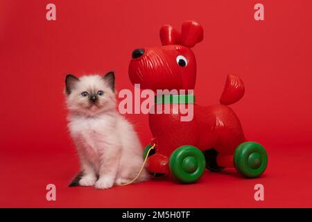 Gattino birmano Santo seduto su uno sfondo rosso con il suo giocattolo rosso cane guardando la macchina fotografica Foto Stock