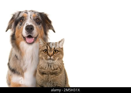 Ritratto di un bel cane pastore australiano merle blu e di un gatto shorthair britannico tabby guardando dritto alla macchina fotografica con bocca aperta su una b bianca Foto Stock